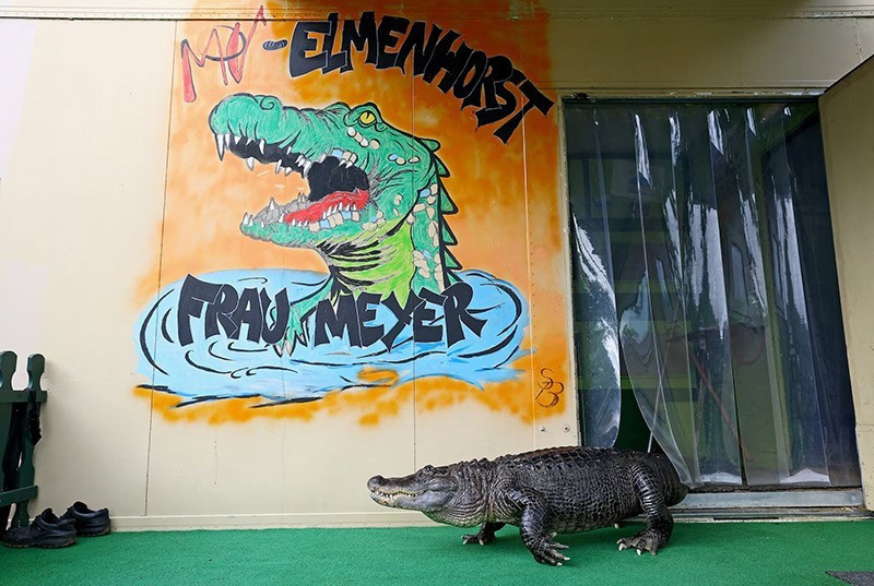 Meyer đã là thú cưng của họ hơn 40 năm, từng biểu diễn trong các đoàn xiếc khắp thế giới cho tới năm 2016.