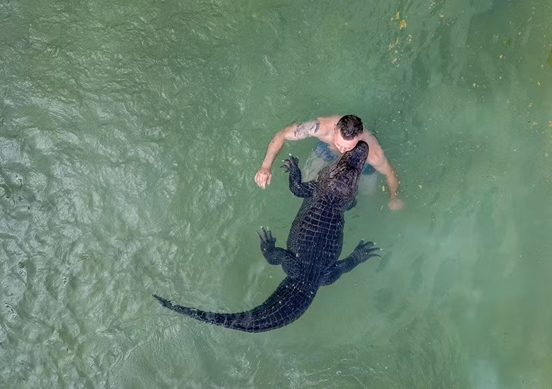 Meyer là một con cá sấu Mississippi không làm ai cảm thấy phiền lòng.