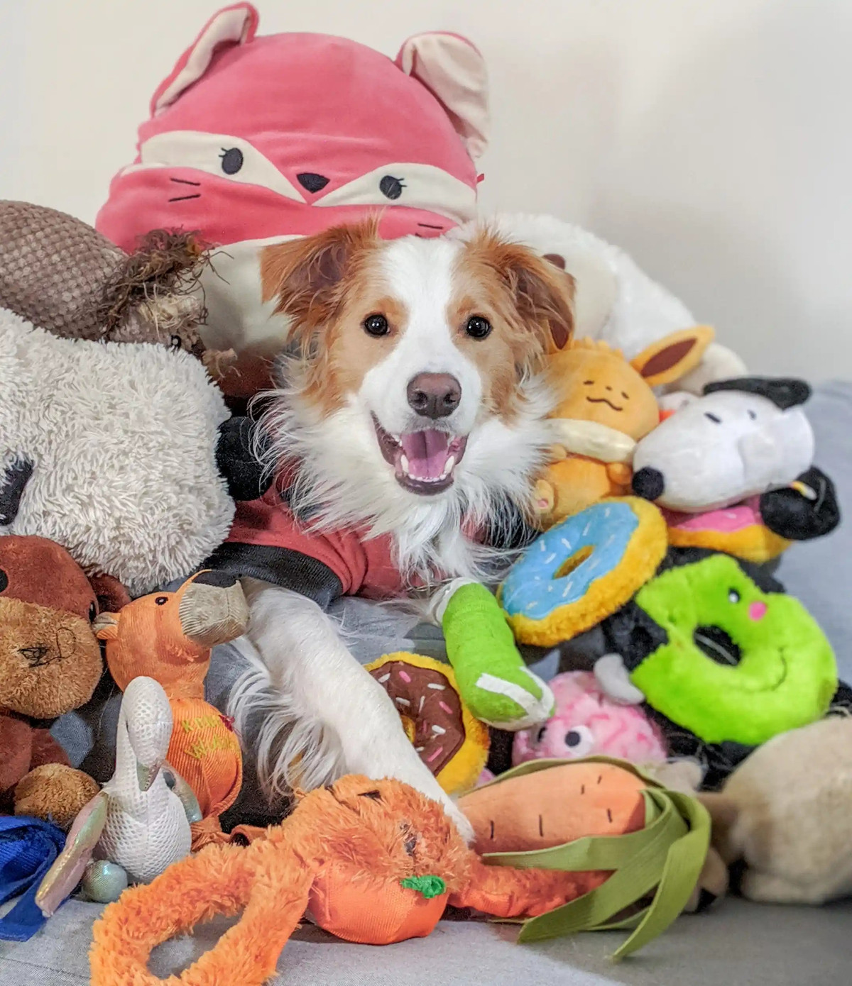 Theo nhóm nghiên cứu, nhìn chung, trong mỗi thí nghiệm, các con chó chỉ được nghe tên về những món đồ chơi mới trong 8 phút. Sau đó, để kiểm tra xem các chú chó đã học được tên gọi đồ chơi mới hay chưa, những món đồ đó được đặt ở một phòng khác với nhiều món đồ chơi được vứt lộn xộn. Kế đến, chủ nhân yêu cầu các chú chó lấy món đồ chơi mới đã đề cập trong cuộc trò chuyện trước đó. Ảnh: Veronica Suen.