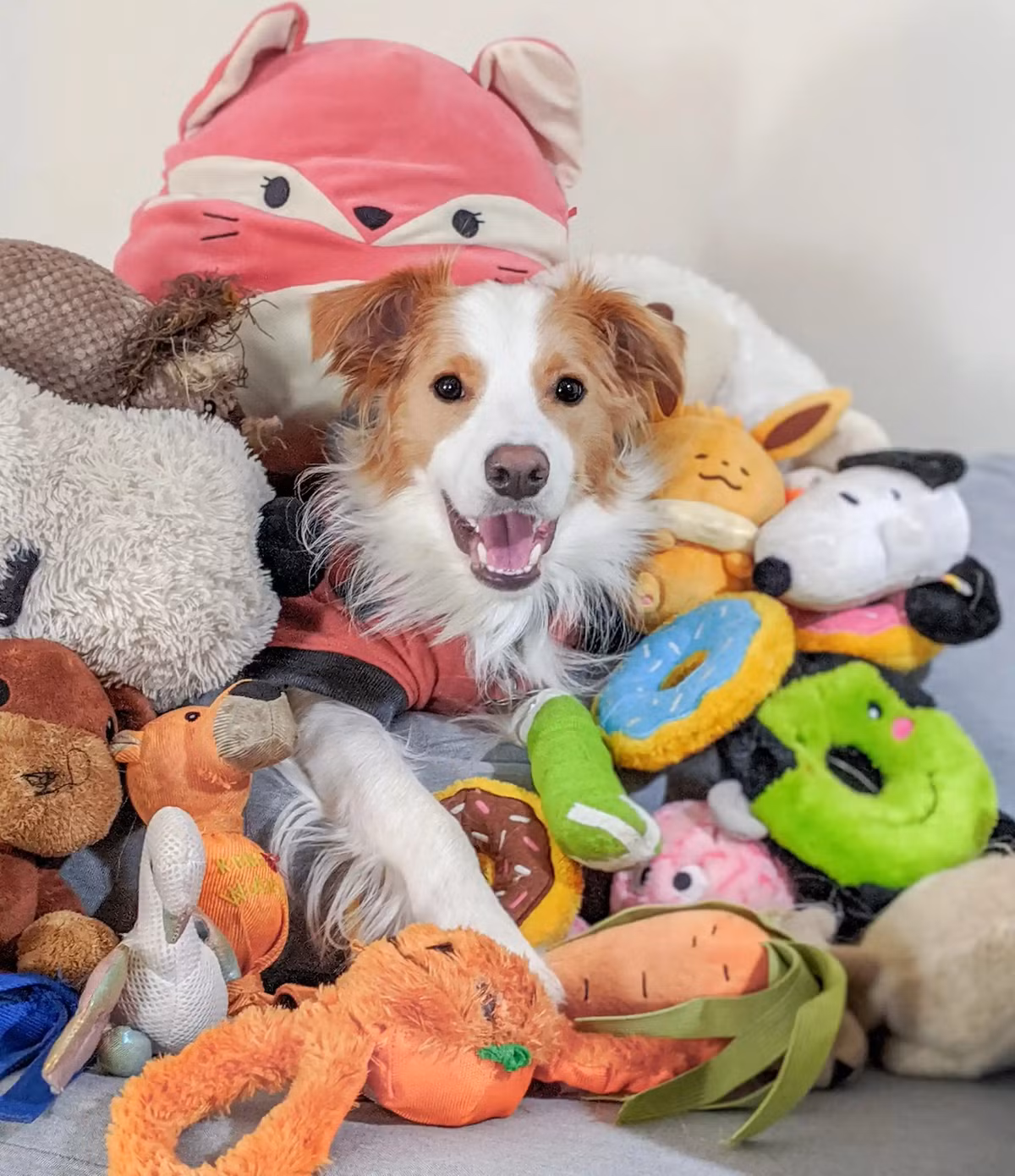 Theo nhóm nghiên cứu, nhìn chung, trong mỗi thí nghiệm, các con chó chỉ được nghe tên về những món đồ chơi mới trong 8 phút. Sau đó, để kiểm tra xem các chú chó đã học được tên gọi đồ chơi mới hay chưa, những món đồ đó được đặt ở một phòng khác với nhiều món đồ chơi được vứt lộn xộn. Kế đến, chủ nhân yêu cầu các chú chó lấy món đồ chơi mới đã đề cập trong cuộc trò chuyện trước đó. Ảnh: Veronica Suen.