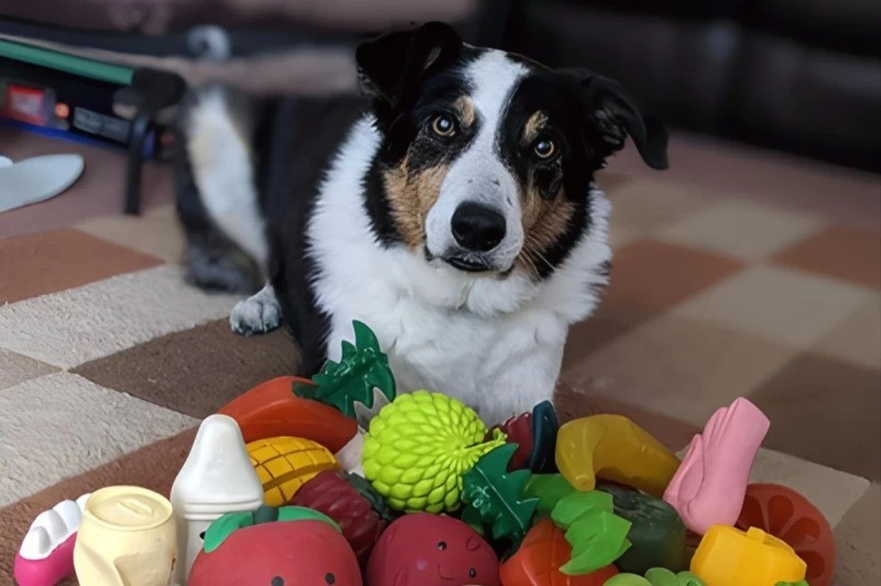 "Đây là lần đầu tiên chúng tôi thấy một nhóm chó cụ thể có thể học từ ngữ thông qua việc "nghe trộm" các tương tác xã hội", Shany Dror, tác giả nghiên cứu thuộc Đại học Eötvös Loránd (Hungary) và Đại học Thú y (Áo), cho biết. Ảnh: Helen Morgan.