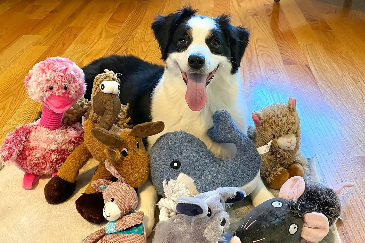 Sang thí nghiệm thứ hai, những con chó quan sát chủ của mình nói chuyện với một người khác về những món đồ chơi mới mà không tương tác với thú cưng. Ảnh: Francine Hannan.