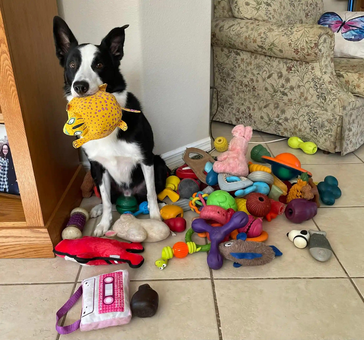 Cụ thể, nhóm nghiên cứu ghi nhận có khoảng 50 con chó trên thế giới thuộc nhóm "có năng khiếu" (Gifted Word Learner - GWL) sở hữu khả năng đặc biệt là ghi nhớ tên của hàng trăm món đồ chơi khác nhau. Dù vậy, cơ chế đằng sau kỹ năng ngôn ngữ này vẫn là một ẩn số. Ảnh: Bobbie Kurivial.