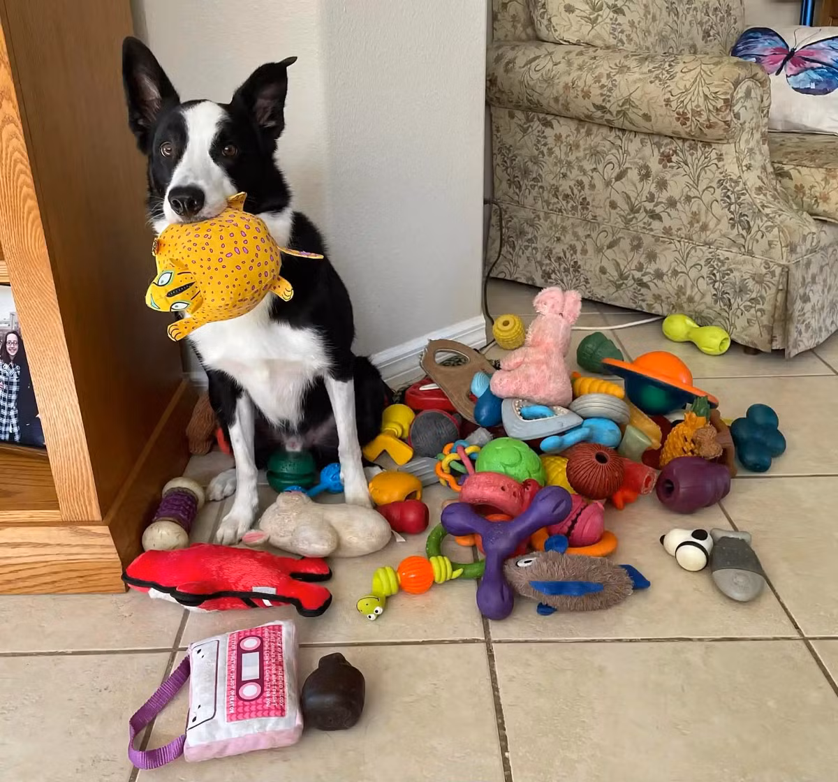 Cụ thể, nhóm nghiên cứu ghi nhận có khoảng 50 con chó trên thế giới thuộc nhóm "có năng khiếu" (Gifted Word Learner - GWL) sở hữu khả năng đặc biệt là ghi nhớ tên của hàng trăm món đồ chơi khác nhau. Dù vậy, cơ chế đằng sau kỹ năng ngôn ngữ này vẫn là một ẩn số. Ảnh: Bobbie Kurivial.