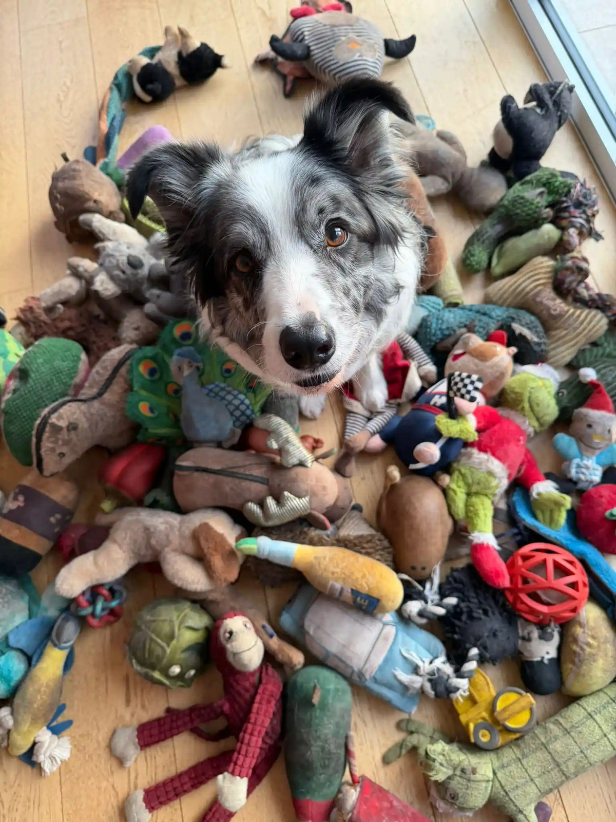 Nhóm nghiên cứu đã tiến hành thử nghiệm trên 10 chú chó thuộc nhóm "có năng khiếu". Chúng được cho tham gia 2 thí nghiệm. Trong thí nghiệm đầu tiên, người chủ giới thiệu 2 món đồ chơi mới và liên tục gọi tên chúng trong khi tương tác trực tiếp với con chó. Ảnh: Irene Hewlett.