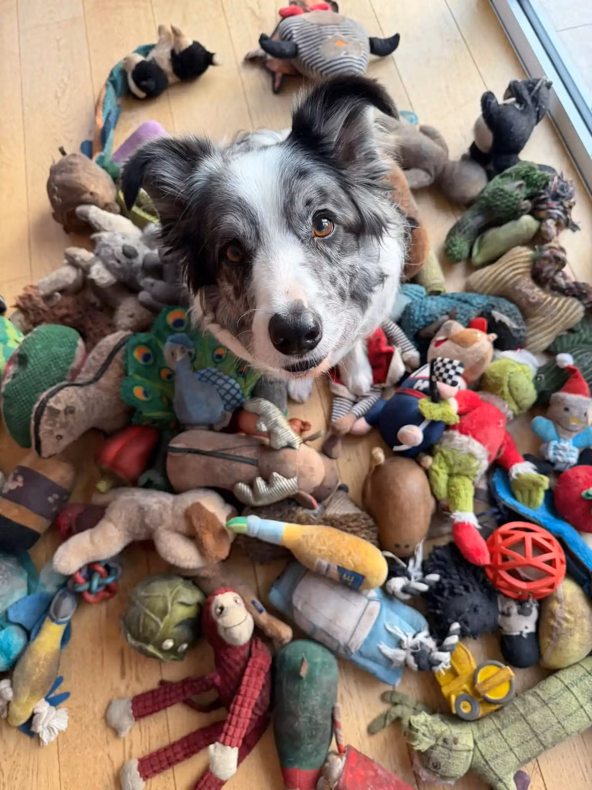 Nhóm nghiên cứu đã tiến hành thử nghiệm trên 10 chú chó thuộc nhóm "có năng khiếu". Chúng được cho tham gia 2 thí nghiệm. Trong thí nghiệm đầu tiên, người chủ giới thiệu 2 món đồ chơi mới và liên tục gọi tên chúng trong khi tương tác trực tiếp với con chó. Ảnh: Irene Hewlett.