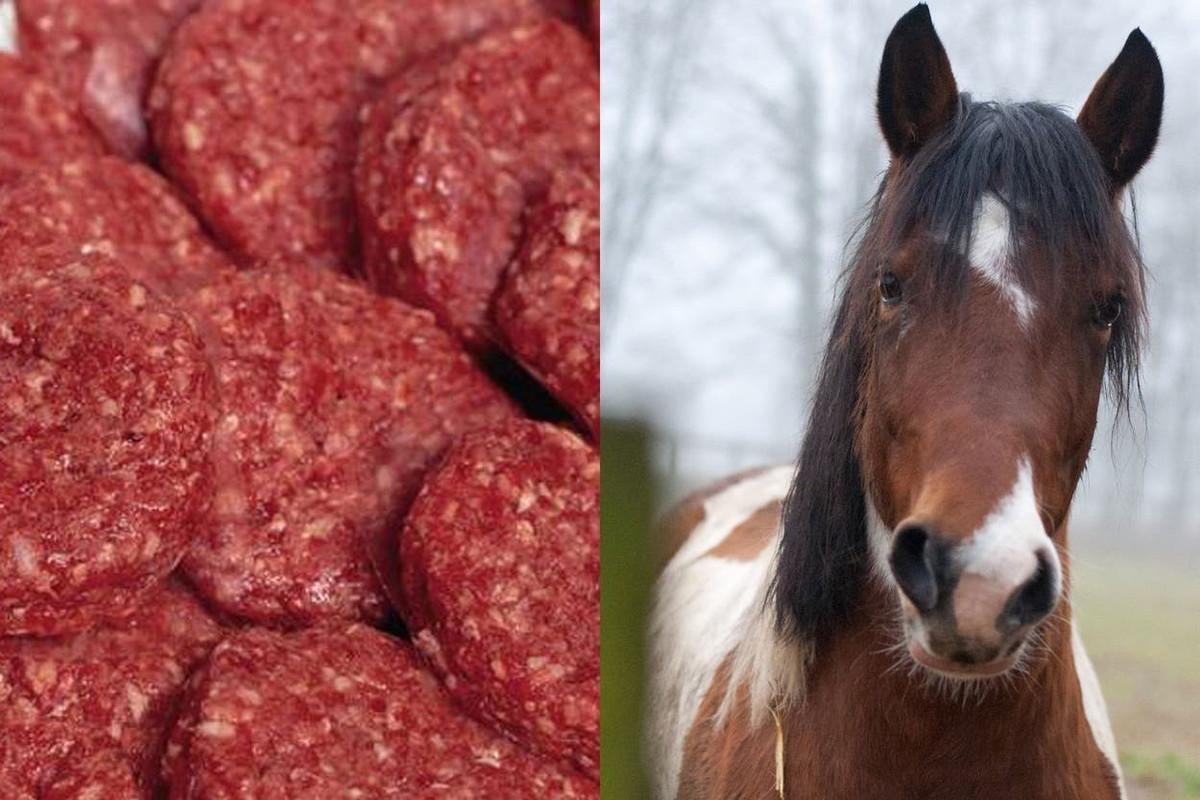 Năm 2012, Cơ quan An toàn Thực phẩm Ireland (FSAI) đã phát hiện ra ADN của ngựa có trong hơn 1/3 bánh mì kẹp thịt bò và các khẩu phần ăn sáng làm sẵn bán trong các siêu thị. Một số khẩu phần thịt bò còn chứa tới 85% ADN lợn. Ảnh: independent.