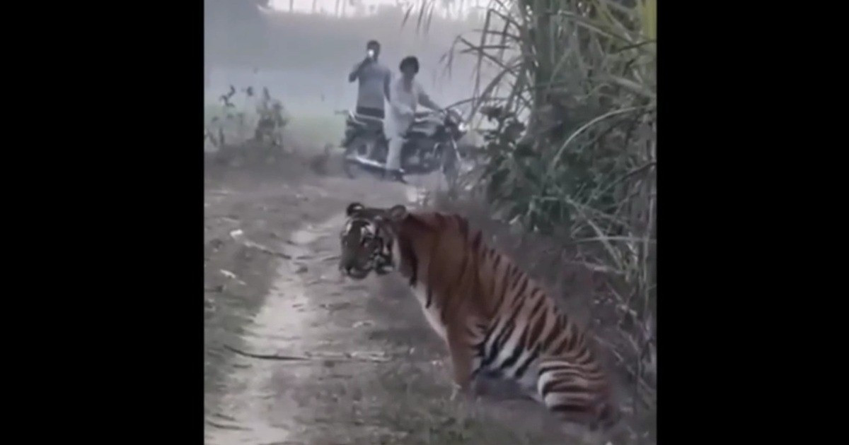 Vào tháng 3 năm nay, một video được lan truyền trên mạng quay được cảnh một con hổ bất ngờ xuất hiện trên cánh đồng mía tại ngôi làng gần khu rừng Mohammadi, ngoại ô thành phố Lakhimpur, Ấn Độ. Khoảng cách từ con hổ đến những chứng kiến chỉ khoảng 15m. Con hổ đã rời đi mà không gây ra vụ tấn công nào cho người và gia súc. Ảnh: Cắt từ clip/TOI.