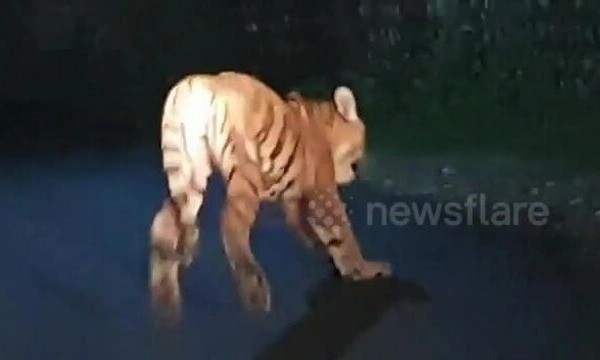 Tối 7/9/2019, Sanjay Negi hoảng hốt khi bắt gặp một con hổ nằm bên con đường tại thị trấn Ramnagar, bang Uttarakhand, Ấn Độ. Nhận được thông báo từ người dân, cơ quan quản lý rừng địa phương nhanh chóng cử đội cứu hộ đến xử lý và bắt được con hổ đực khoảng 7 - 8 tuổi sau khoảng 2 tiếng. Ảnh: Newsflare.