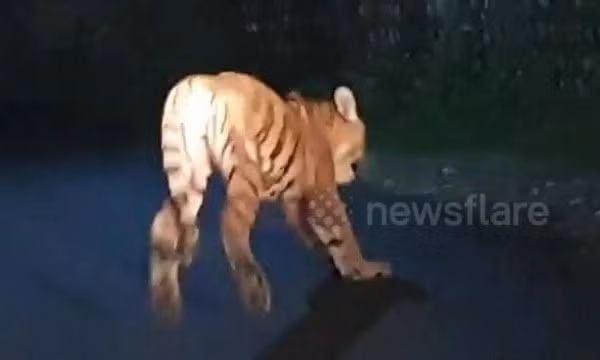 Tối 7/9/2019, Sanjay Negi hoảng hốt khi bắt gặp một con hổ nằm bên con đường tại thị trấn Ramnagar, bang Uttarakhand, Ấn Độ. Nhận được thông báo từ người dân, cơ quan quản lý rừng địa phương nhanh chóng cử đội cứu hộ đến xử lý và bắt được con hổ đực khoảng 7 - 8 tuổi sau khoảng 2 tiếng. Ảnh: Newsflare.