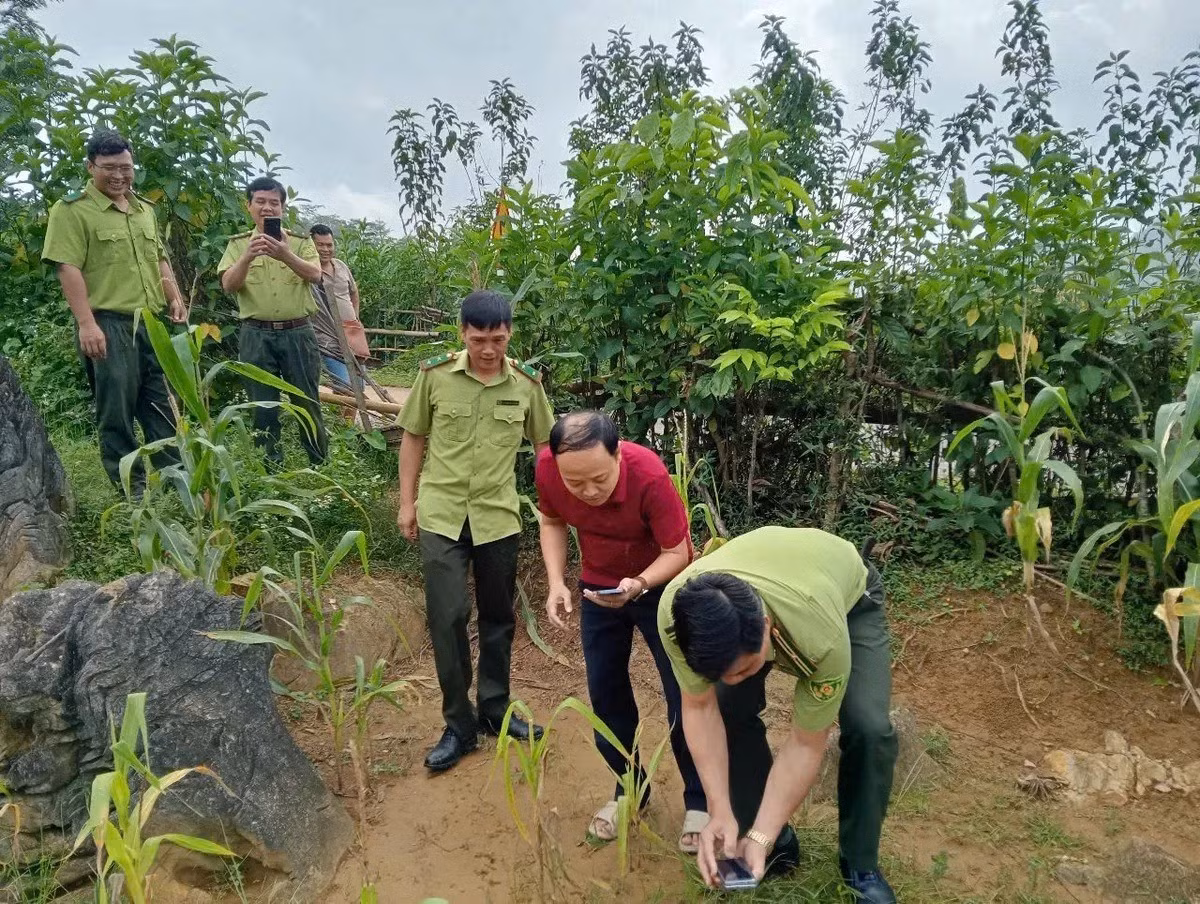Xã Ngọc Sơn (trên cơ sở sáp nhập 3 xã Ngọc Lâu, Tự Do và Ngọc Sơn thuộc huyện Lạc Sơn, tỉnh Hòa Bình cũ) là một xã vùng cao có địa hình rừng núi phức tạp, có địa hình rừng núi phức tạp, hệ sinh thái đa dạng. Ảnh: VTV.