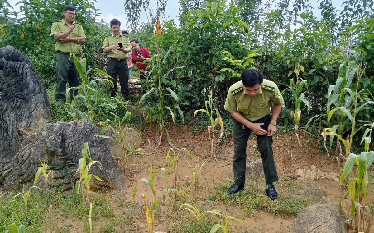 Theo biên bản kiểm tra, xác minh của Hạt Kiểm lâm Lạc Sơn (Chi cục Kiểm lâm Phú Thọ), thông tin xuất hiện hổ tại xóm Chiềng, xã Ngọc Sơn là không có cơ sở. Ảnh: VTV.
