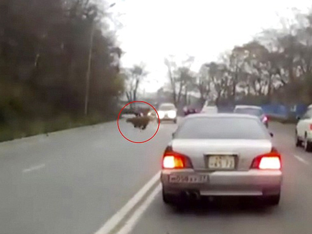 Vào tháng 10/2016, nhiều người dân ở vùng ngoại ô Vladivostok (Nga) không dám ra đường sau khi có thông tin phát hiện một con hổ trên một con đường từ Borodinskaya đi Irtyshskaya. Cảnh sát trang bị súng máy đã tuần tra quanh khu vực để đảm bảo an toàn cho cộng đồng và ráo riết truy tìm con hổ "đi lạc" vào khu dân cư. Ảnh: Siberian Times.