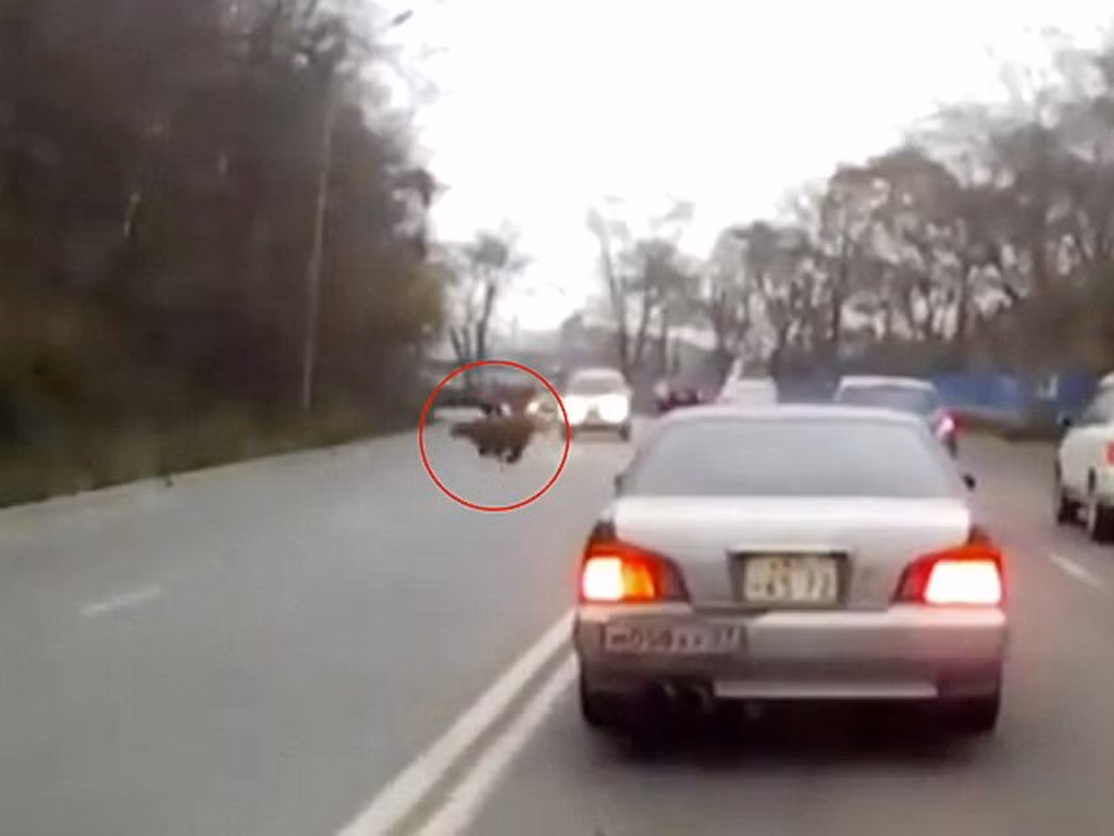 Vào tháng 10/2016, nhiều người dân ở vùng ngoại ô Vladivostok (Nga) không dám ra đường sau khi có thông tin phát hiện một con hổ trên một con đường từ Borodinskaya đi Irtyshskaya. Cảnh sát trang bị súng máy đã tuần tra quanh khu vực để đảm bảo an toàn cho cộng đồng và ráo riết truy tìm con hổ "đi lạc" vào khu dân cư. Ảnh: Siberian Times.