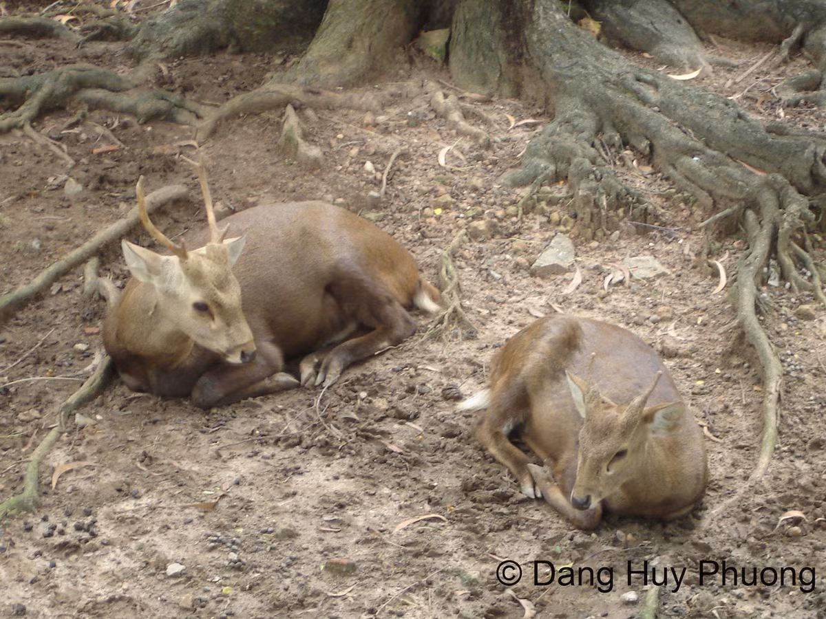 Việt Nam là nơi sinh sống của nhiều loài hươu, bao gồm một số loài quý hiếm. Trong đó, hươu vàng hay còn gọi hươu lợn, hươu đầm lầy từng ghi nhận ở các tỉnh Kon Tum, Gia Lai, Đắk Lắk, Đắk Nông, Lâm Đồng và Đồng Nai. Ảnh: Tiền phong.