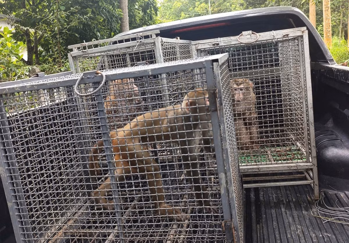 Sau khi được Vườn quốc gia Pù Mát tiếp nhận, 5 cá thể động vật này được chuyển tới cơ sở bảo tồn của vườn để kiểm tra sức khỏe, chăm sóc trước khi tái thả về rừng. Ảnh: Thanh Hà/Tri thức &amp; Cuộc sống.