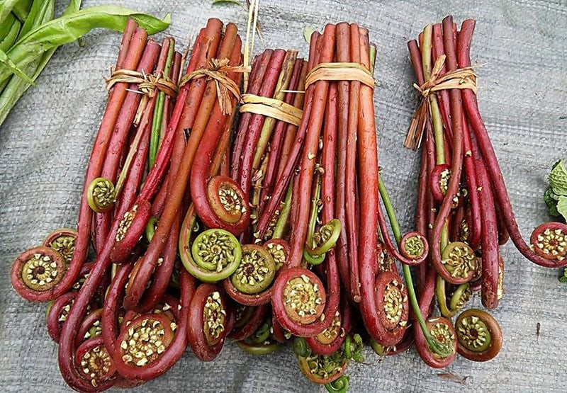 Đối với loại rau dại này, hoàng đế Càn Long không hề không thích, nhưng chất xơ của nó giúp thúc đẩy nhu động ruột hoạt động, giảm hấp thụ chất béo trong dạ dày nên nhìn chung tốt cho sức khỏe.