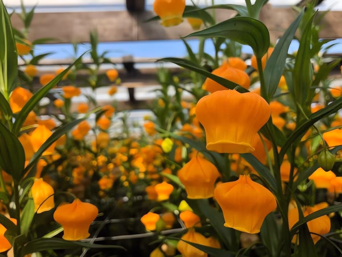 Hoa linh lan – người chị em quý tộc: Ít ai biết, đèn lồng Giáng sinh có họ hàng với hoa linh lan – loài hoa nổi tiếng về độ quý hiếm và vẻ đẹp thanh khiết.