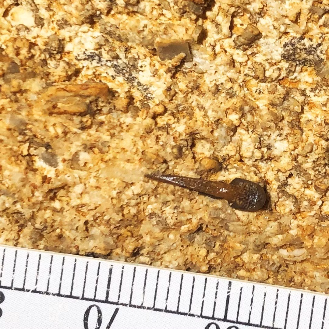 Theo các chuyên gia, loài cá mập này sống cách đây khoảng 340 triệu năm. Chúng có một hàm răng cong dùng để nghiền nát con mồi. Ảnh: Mammoth Cave National Park.