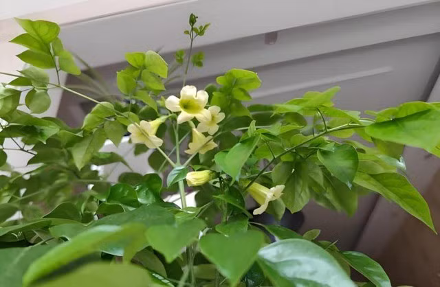 Tuy nhiên, cây hiếm khi nở hoa, nên nếu được thấy hoa, đó là dấu hiệu vận may đã đến. Hơn nữa, nếu cây ra quả, đặc biệt là quả đôi, vẻ đẹp và ý nghĩa càng được nhân đôi, báo hiệu điềm lành hiếm có.