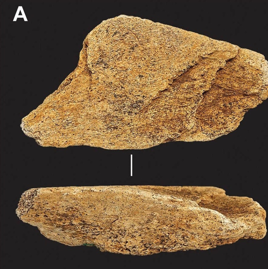 Dụng cụ mài rìu được người xưa sử dụng để tạo hình và mài sắc lại các cạnh của rìu cầm tay. Theo nghiên cứu, dụng cụ mài rìu bằng xương voi đã góp phần vào việc sản xuất những chiếc rìu cầm tay "được chế tác tinh xảo". Ảnh: Science Advances.