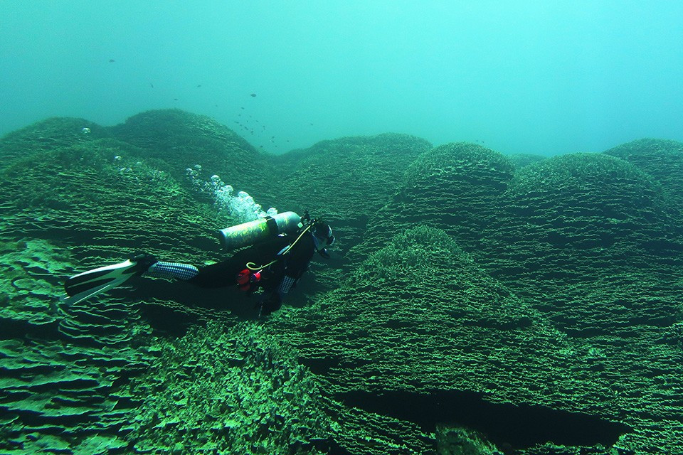 Các phép đo cho thấy cụm san hô này có diện tích khoảng 1.347 m2, đỉnh rộng 31m và đáy rộng 62m. Với kích thước này, nó trở thành cụm san hô Porites rus lớn nhất từng ghi nhận, gấp khoảng 3,4 lần cụm ở vùng Samoa thuộc Mỹ, đo đạc năm 2020. Ảnh: NOAA Fisheries.