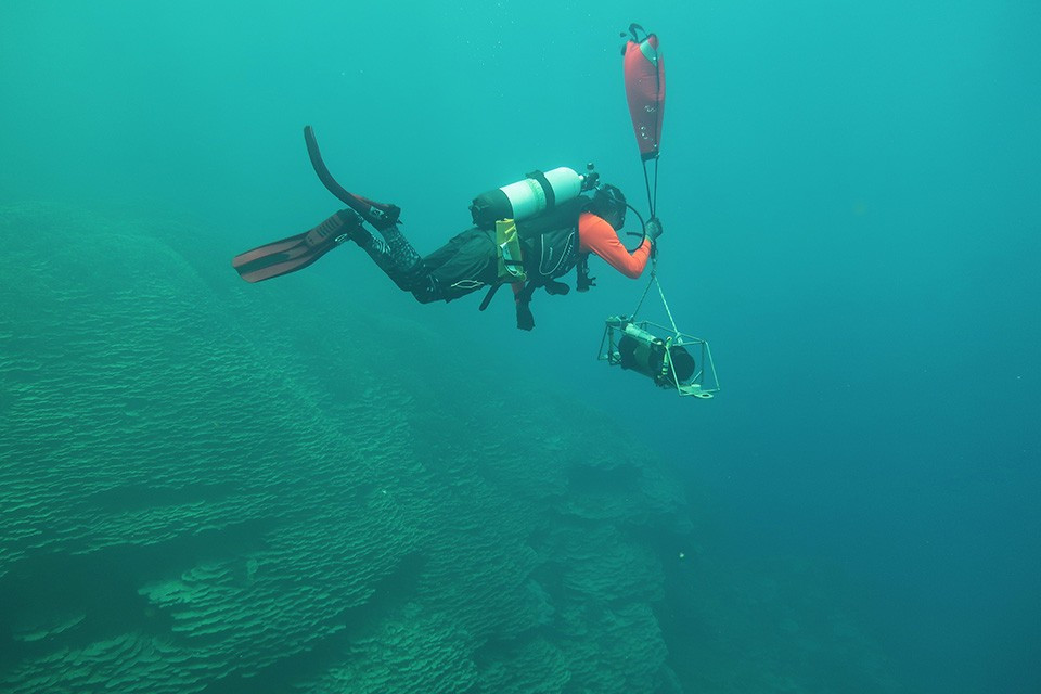 Môi trường sống của cụm san hô Porites rus là một miệng núi lửa ngầm, cũng rất độc đáo. Nơi này có nhiều lỗ phun CO2, có thể tạo ra môi trường biển giàu tính axit hơn với những sinh vật sống lân cận. Điều này có thể giúp giới khoa học đo lường tác động của quá trình axit hóa đại dương. Ảnh: NOAA Fisheries.