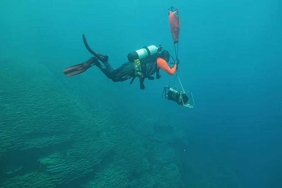 Môi trường sống của cụm san hô Porites rus là một miệng núi lửa ngầm, cũng rất độc đáo. Nơi này có nhiều lỗ phun CO2, có thể tạo ra môi trường biển giàu tính axit hơn với những sinh vật sống lân cận. Điều này có thể giúp giới khoa học đo lường tác động của quá trình axit hóa đại dương. Ảnh: NOAA Fisheries.