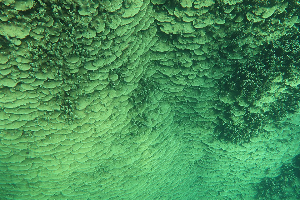 Người dân địa phương đã biết đến sự tồn tại của cụm san hô Porites rus từ lâu. Tuy nhiên, NOAA mới chỉ tiến hành đo đạc sơ bộ lần đầu trong các cuộc khảo sát của NCRMP vào năm 2025. Ảnh: NOAA Fisheries.