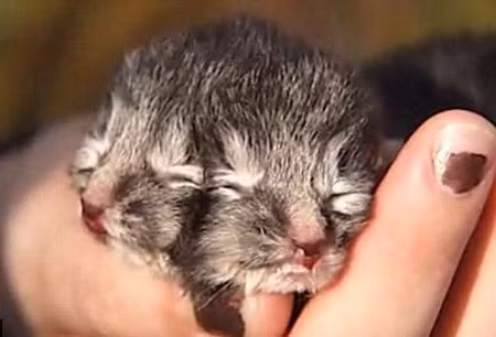 Con mèo tên Gemini chào đời tại Mỹ ngày 11/7/2012 gây chú ý khi có tới 2 khuôn mặt, hai tai, hai miệng, bốn mắt và 24 ngón chân. Ảnh: NBC.