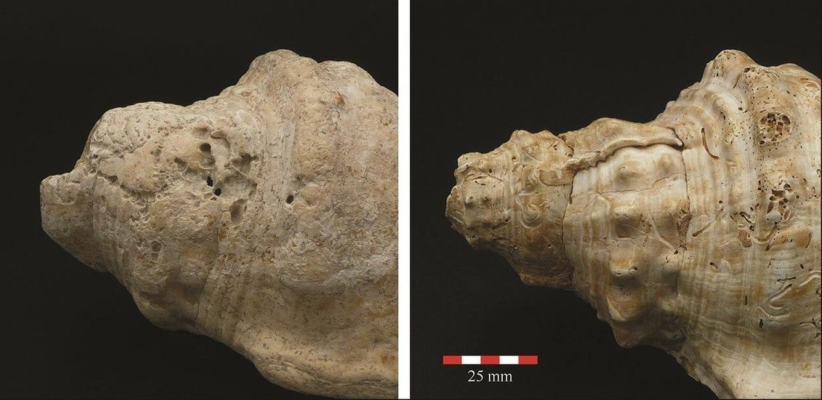 Qua các phân tích và kiểm tra, nhóm nghiên cứu đi đến kết luận 8 vỏ sò trên được sử dụng vào 2 mục đích chính.