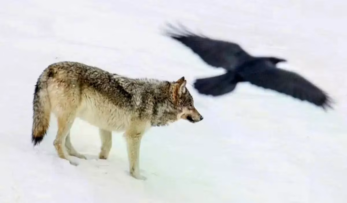 Khi sói xé xác con mồi, quạ canh gác và sẵn sàng báo động, đề phòng kẻ thù tới cướp "chiến lợi phẩm". Nhờ đó, sói và quạ kiếm được thức ăn để sinh tồn. Ảnh: Ryan Dorgan.