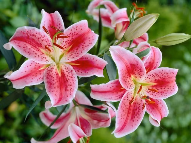  Hoa ly: Hoa ly (hay còn gọi là bách hợp) được nhiều người yêu thích nhờ dáng hoa sang trọng, cánh dày và hương thơm quyến rũ. Tuy nhiên, trong phong thủy dân gian, chữ "ly" thường bị liên tưởng đến ly tán, chia ly.