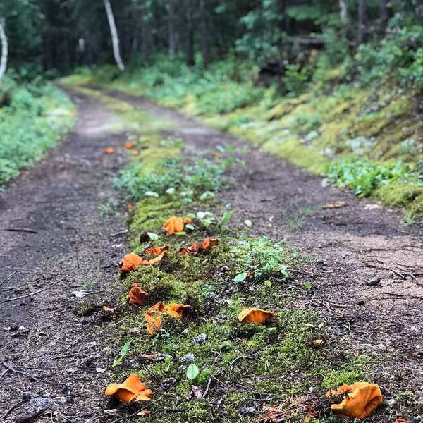 Chúng được tạo ra khi ký sinh có tên gọi Hypomyces lactifluorum tấn công vào một số loài nấm nhất định như Russula, Lactarius... Hiện tượng này sẽ khiến nấm bị biến đổi hình dạng ban đầu và chuyển sang màu đỏ hồng.