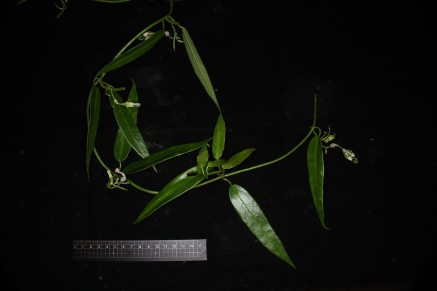 View - Phát hiện loài thực vật mới cực kỳ quý hiếm ở Malaysia | Báo Tri thức và Cuộc sống - TIN TỨC PHỔ BIẾN KIẾN THỨC 24H