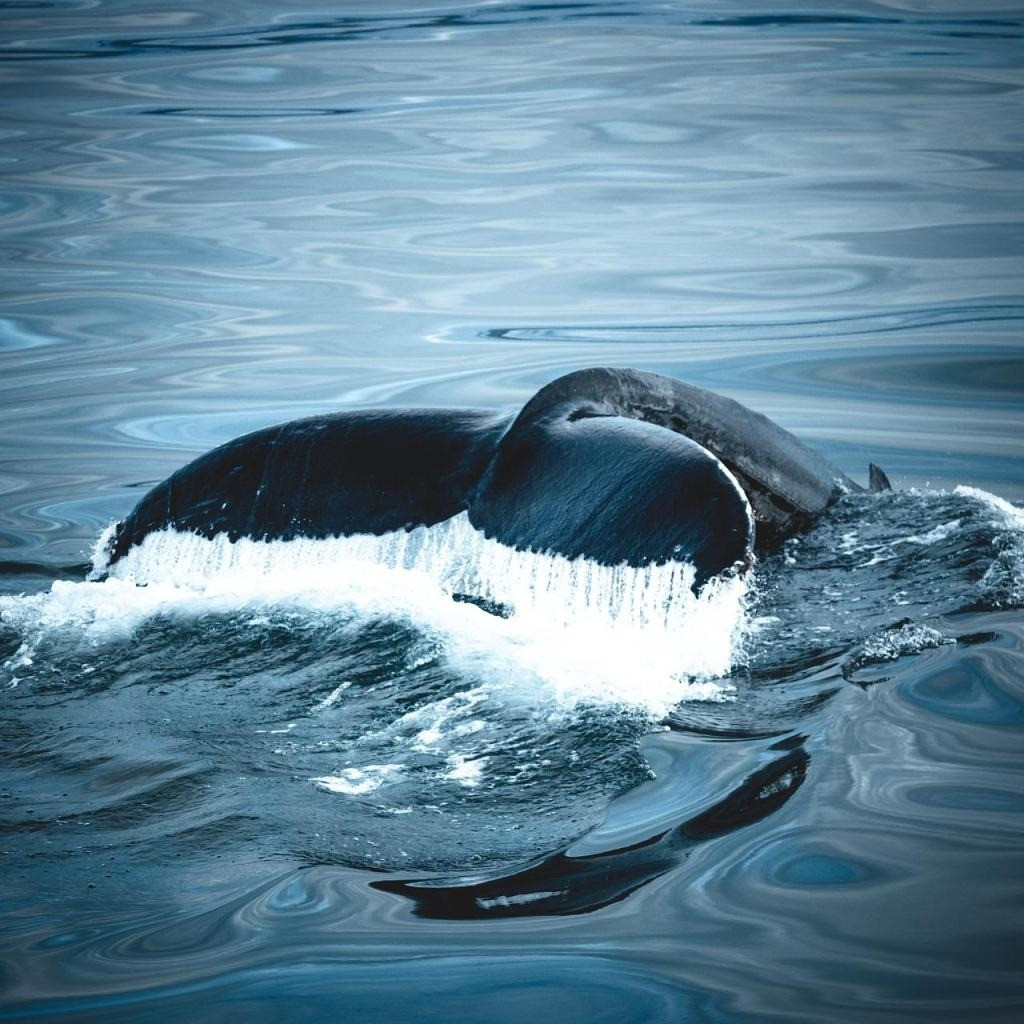 Cá voi lưng gù đực nổi tiếng với khả năng tạo ra những bản nhạc phức tạp nhất trong thế giới động vật. Chúng có những màn trình diễn tiếng hát ngoạn mục có thể được nghe thấy ở rất xa. Ảnh: Pixabay.