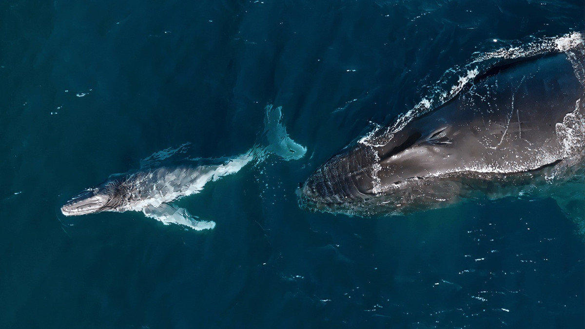 Nhiều thập niên sau khi hoạt động săn bắt cá voi thương mại kết thúc, các nhà nghiên cứu phát hiện tác động của nó vẫn tiếp tục định hình quần thể cá voi, ảnh hưởng đến việc con đực nào sinh sản thường xuyên hơn. Ảnh: Vanessa Risku - Instagram @droning_my_sorrows.