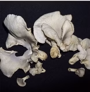 Trong đó, Omphalotus nidiformis hay còn gọi nấm ma là dạng quả thể hình quạt hoặc hình phễu, màu trắng hoặc màu kem hoặc xám hoặc hơi vàng (phụ thuộc vào nấm mọc trên loài cây gỗ mục nào).