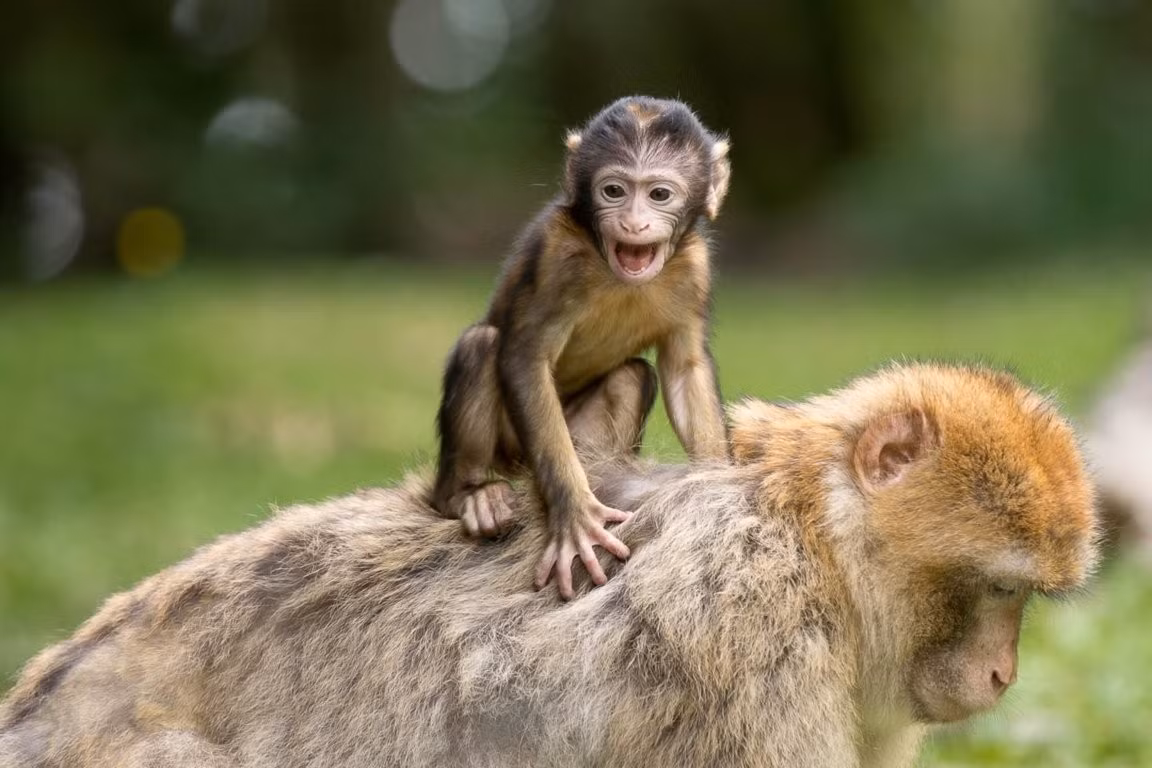 Nura Tavor, Giám đốc Khu rừng Khỉ tại Yodfat, cho biết: “Con khỉ Tahtuh rời thành phố Tyre, đi qua khu vực Bint Jbail và được Sơ Beatrice - người sáng lập trang trại chăn nuôi ở miền Nam Liban có tên Peace Ark - đưa về chăm sóc. Ảnh: earthandanimals.com.