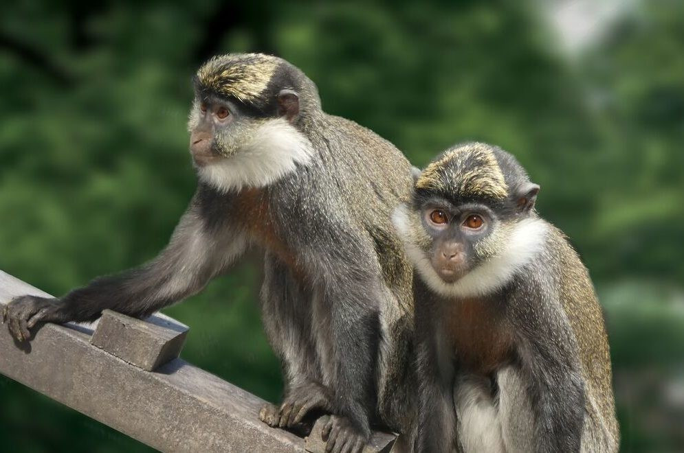 Các thanh tra từ Cơ quan Bảo tồn Thiên nhiên và Công viên Quốc gia Israel đã bắt 2 con khỉ trong một ngôi nhà ở làng Dovev sau khi chúng "đào tẩu" khỏi nơi nuôi nhốt ở Liban. Sau đó, chúng được đưa đến nơi chăm sóc. Ảnh: discoveranimals.co.uk.