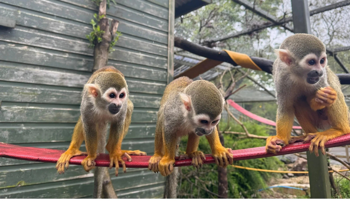 “Chủ nhà đã rất sốc khi nhìn thấy chúng. Đây chắc chắn là điều bất ngờ. Ông ấy cho chúng ăn bởi dường như chúng đói. Sau đó, ông gọi cho Cơ quan Bảo tồn để họ tới đưa 2 con khỉ đi”, ông Sabag nói. Ảnh: bealepark.org.uk.