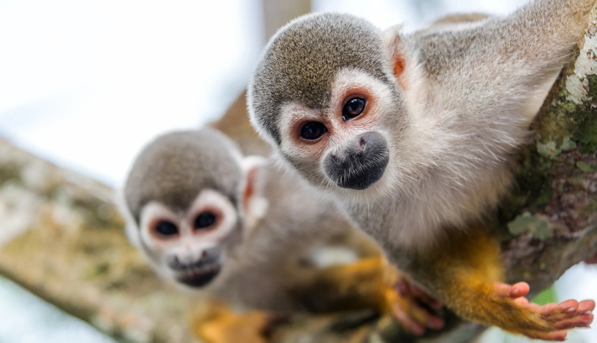 Một nông dân tại làng Dovev có tên Yisrael Sabag cho biết hai con khỉ đã chui vào một nhà kho của một ngôi nhà trong làng. Ảnh: bealepark.org.uk.