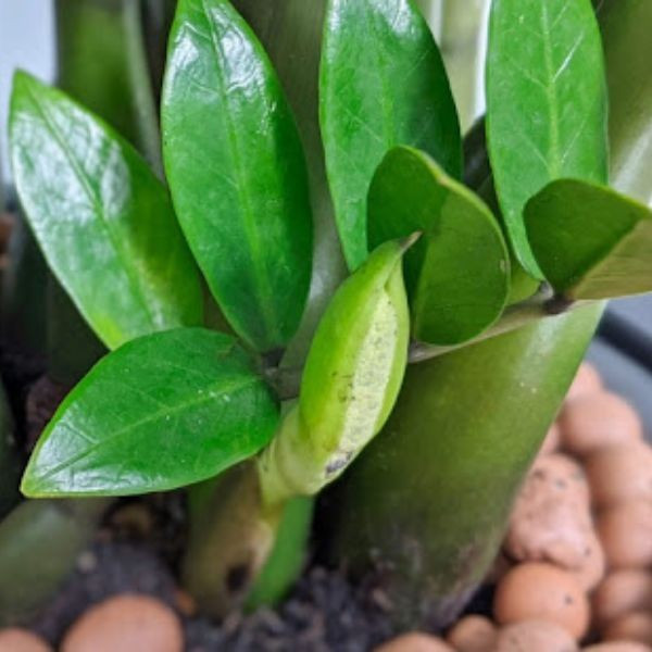  Đặc điểm hoa: Hoa Kim tiền màu trắng, mọc ra từ gốc cây, có hình dáng như một chiếc lá non cuộn tròn (gần giống hoa Lan Ý nhưng nhỏ và kín đáo hơn).