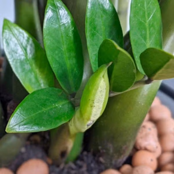  Đặc điểm hoa: Hoa Kim tiền màu trắng, mọc ra từ gốc cây, có hình dáng như một chiếc lá non cuộn tròn (gần giống hoa Lan Ý nhưng nhỏ và kín đáo hơn).