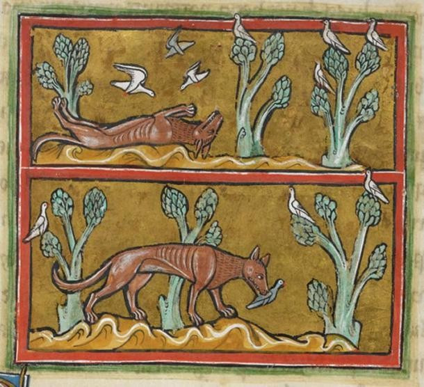 Lối sống ngày càng thụ động hơn đồng nghĩa với sinh vật độc nhãn không còn cần đến cặp mắt nên chức năng này tự động bị loại bỏ trong quá trình tiến hóa. Tuy nhiên, nó vẫn giữ lại một nhóm tế bào nhạy sáng ở giữa đầu. Ảnh: Public Domain.