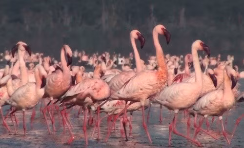 Chuyên gia về đất ngập nước của công ty khai thác kim cương địa phương Ekapa Group, ông Ester van der Westhuizen-Coetzer cho biết loài hồng hạc bắt đầu sinh sản tại đập Kamfers vào năm 2006. Ảnh: Ulf Teghammar – some rights reserved (CC BY-NC).