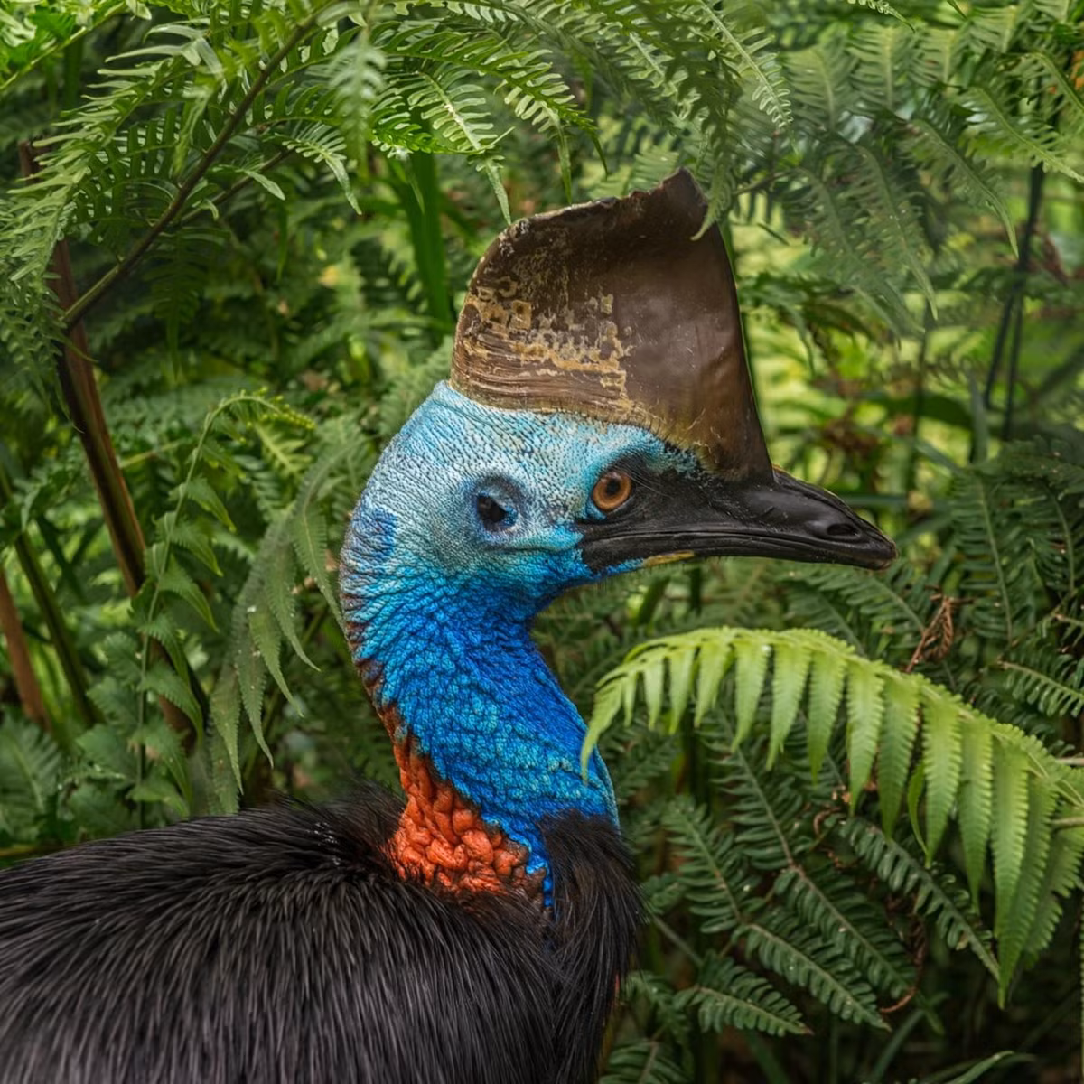 Nhóm nghiên cứu đã phân tích, kiểm tra vỏ trứng có niên đại khoảng 6.000 - 18.000 năm tuổi để xác định độ tuổi của phôi bên trong khi chúng bị nứt. Vì chim non lấy canxi từ vỏ trứng nên nhóm nghiên cứu có thể xác định xem chúng đã phát triển như thế nào. Ảnh: oneearth.org.