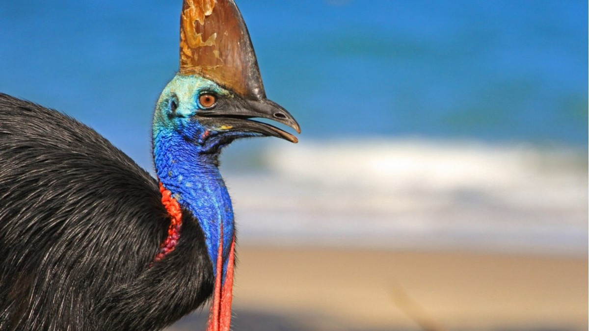 Theo đó, nhiều sinh vật đã bị loài chim khổng lồ Cassowary tấn công và chết thảm. Thậm chí, một vài trường hợp người nuôi chim thời cổ đại cũng vô tình bị chúng tấn công và tử vong. Ảnh: in.mashable.com.