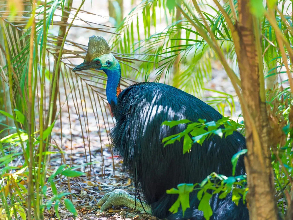 Hiện các chuyên gia vẫn chưa rõ mục đích người xưa ấp trứng và nuôi những con chim Cassowary khổng lồ, hung dữ để làm gì. Ảnh: oneearth.org.