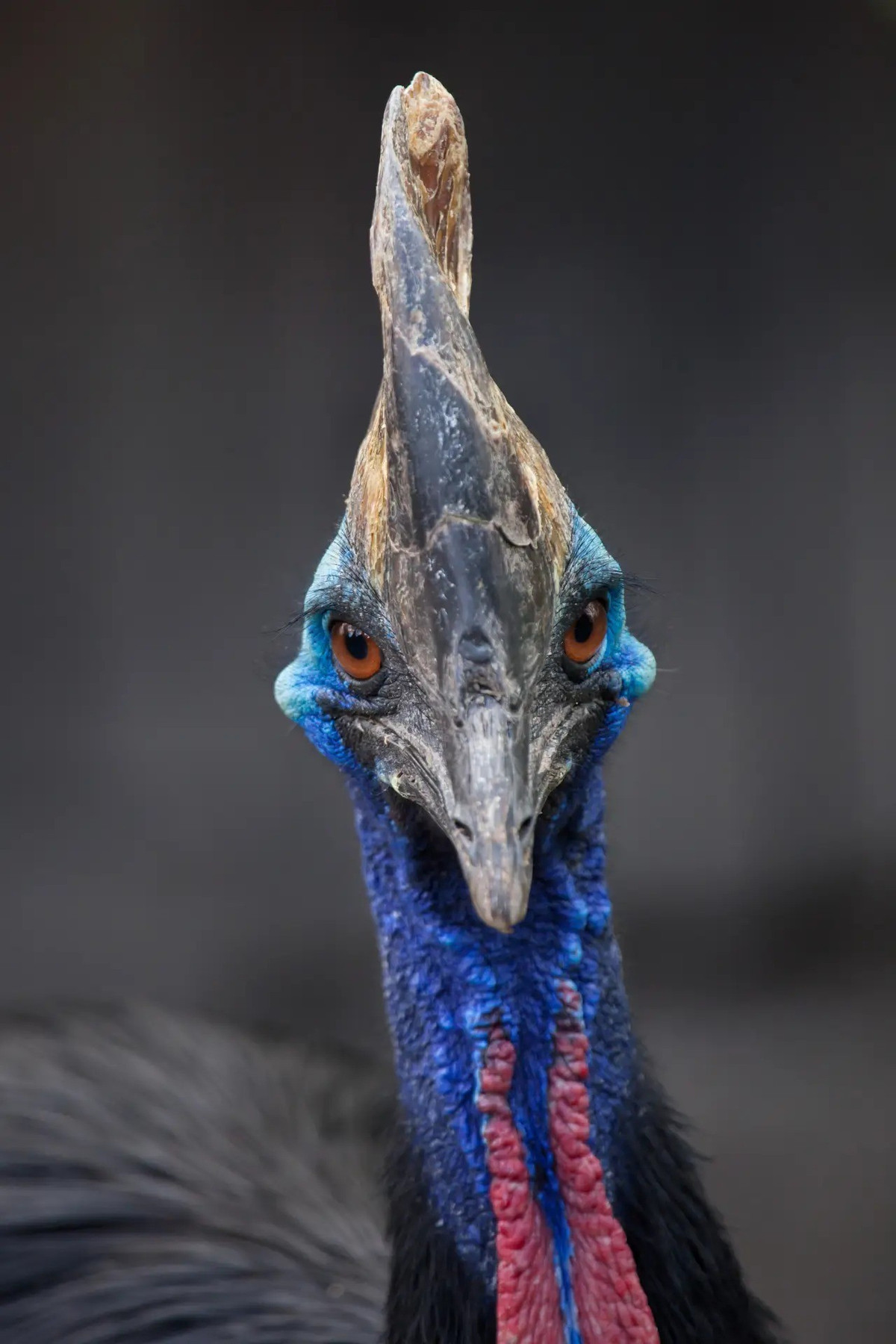 Phát hiện này được giới khoa học chú ý bởi trước đây, quá trình thuần hóa loài chim được cho là diễn ra muộn hơn vào hàng nghìn năm sau. Đồng thời, khám phá về chim Cassowary cho thấy đây có thể là loài chim đầu tiên được loài người thuần hóa. Ảnh: oneearth.org.